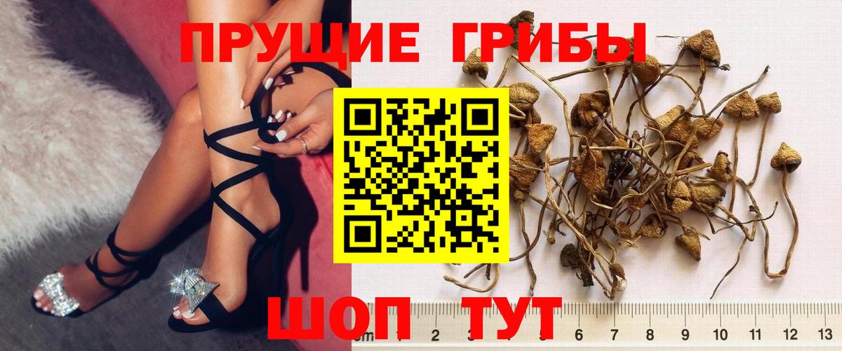 Псилоцибиновые грибы прущие грибы Алейск